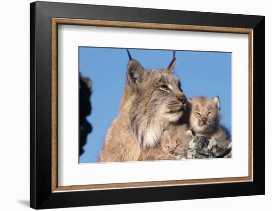 Canadian Lynx with Young-W^ Perry Conway-Framed Photographic Print