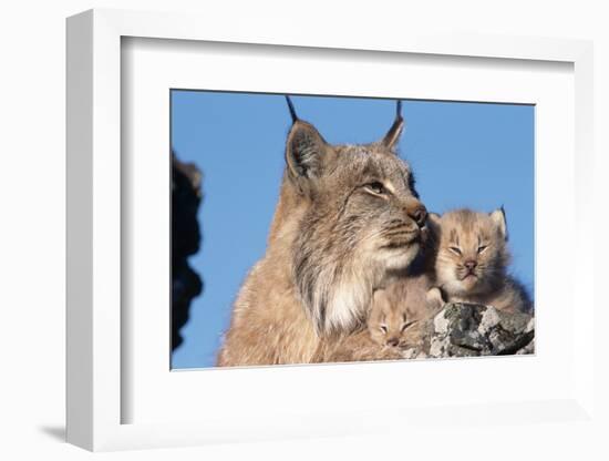 Canadian Lynx with Young-W^ Perry Conway-Framed Photographic Print