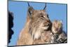 Canadian Lynx with Young-W^ Perry Conway-Mounted Photographic Print