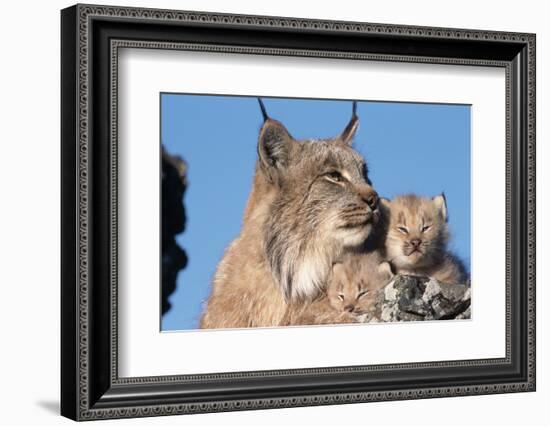 Canadian Lynx with Young-W^ Perry Conway-Framed Photographic Print