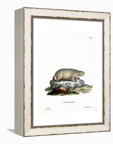 Canadian Marmot-null-Framed Premier Image Canvas
