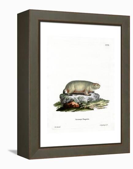 Canadian Marmot-null-Framed Premier Image Canvas