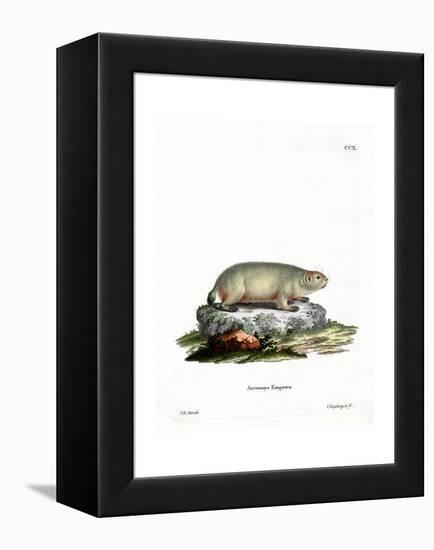 Canadian Marmot-null-Framed Premier Image Canvas