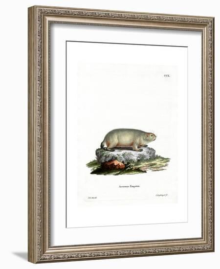 Canadian Marmot-null-Framed Giclee Print