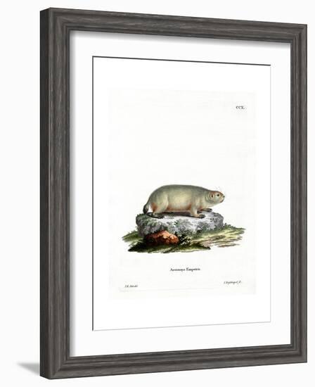 Canadian Marmot-null-Framed Giclee Print