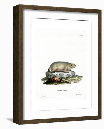 Canadian Marmot-null-Framed Giclee Print