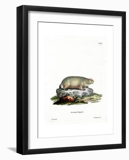 Canadian Marmot-null-Framed Giclee Print