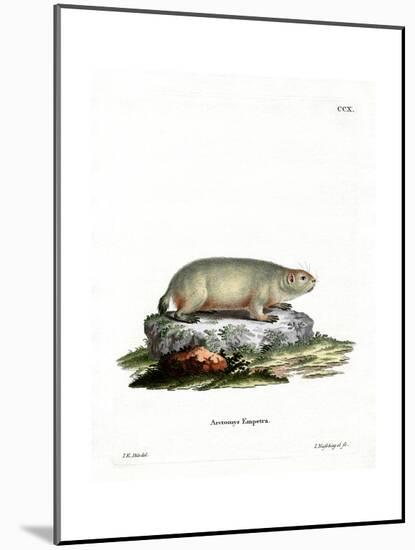 Canadian Marmot-null-Mounted Giclee Print