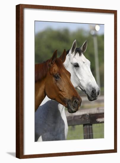 Canadian Sport Horses 011-Bob Langrish-Framed Photographic Print