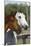 Canadian Sport Horses 011-Bob Langrish-Mounted Photographic Print