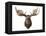 Canadian Taxidermy Moose Head Hunting Trophy, Mounted on an Oak Shield, Vancouver-null-Framed Premier Image Canvas