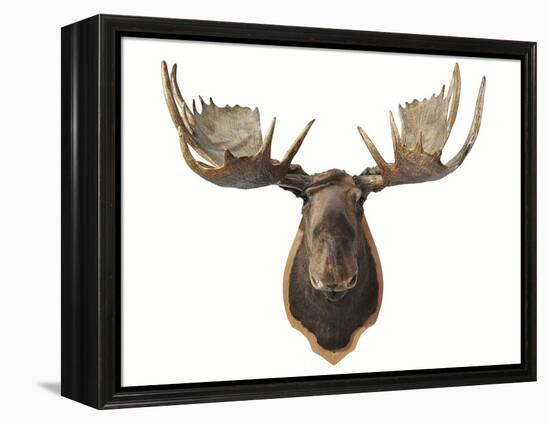 Canadian Taxidermy Moose Head Hunting Trophy, Mounted on an Oak Shield, Vancouver-null-Framed Premier Image Canvas