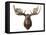 Canadian Taxidermy Moose Head Hunting Trophy, Mounted on an Oak Shield, Vancouver-null-Framed Premier Image Canvas