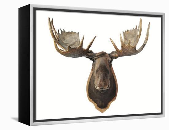 Canadian Taxidermy Moose Head Hunting Trophy, Mounted on an Oak Shield, Vancouver-null-Framed Premier Image Canvas