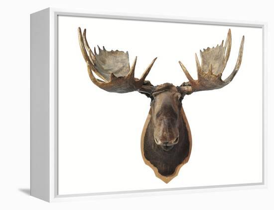 Canadian Taxidermy Moose Head Hunting Trophy, Mounted on an Oak Shield, Vancouver-null-Framed Premier Image Canvas