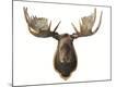 Premium Photographic Print
