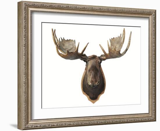 Canadian Taxidermy Moose Head Hunting Trophy, Mounted on an Oak Shield, Vancouver-null-Framed Photographic Print