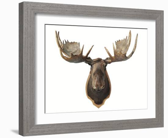 Canadian Taxidermy Moose Head Hunting Trophy, Mounted on an Oak Shield, Vancouver-null-Framed Photographic Print