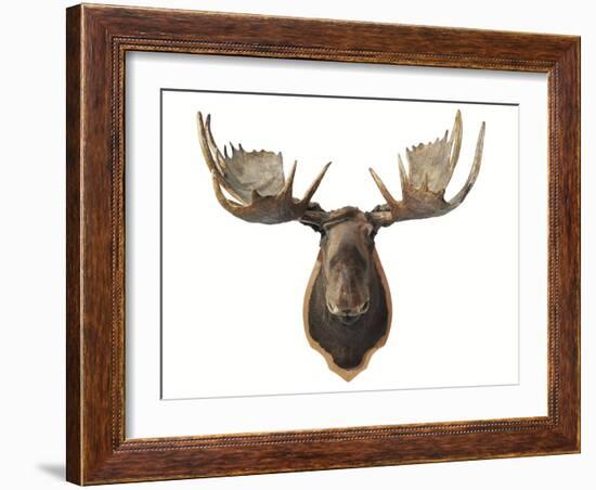 Canadian Taxidermy Moose Head Hunting Trophy, Mounted on an Oak Shield, Vancouver-null-Framed Photographic Print