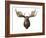 Canadian Taxidermy Moose Head Hunting Trophy, Mounted on an Oak Shield, Vancouver-null-Framed Photographic Print