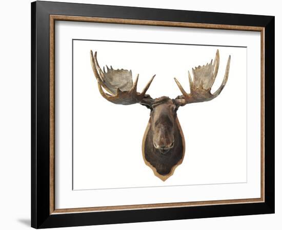 Canadian Taxidermy Moose Head Hunting Trophy, Mounted on an Oak Shield, Vancouver-null-Framed Photographic Print