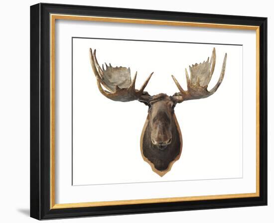 Canadian Taxidermy Moose Head Hunting Trophy, Mounted on an Oak Shield, Vancouver-null-Framed Photographic Print