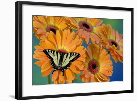 Canadian Tiger Swallowtail Butterfly-Darrell Gulin-Framed Photographic Print