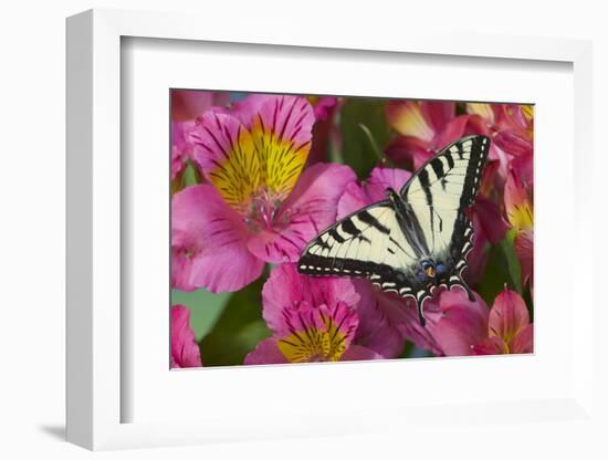 Canadian Tiger Swallowtail Butterfly-Darrell Gulin-Framed Photographic Print