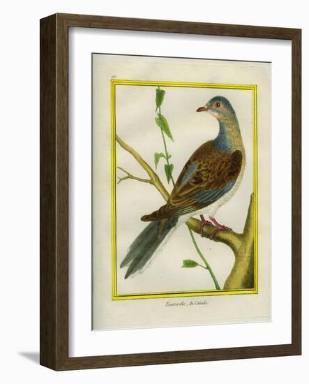 Canadian Turtle Dove-Georges-Louis Buffon-Framed Giclee Print