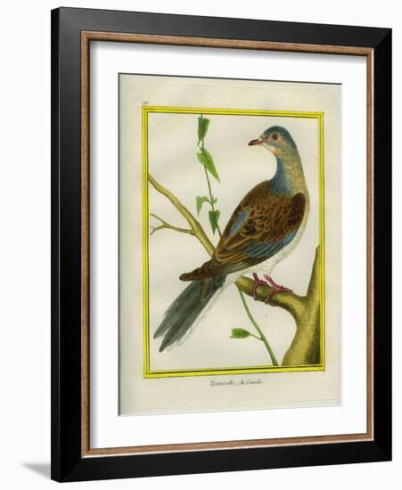 Canadian Turtle Dove-Georges-Louis Buffon-Framed Giclee Print