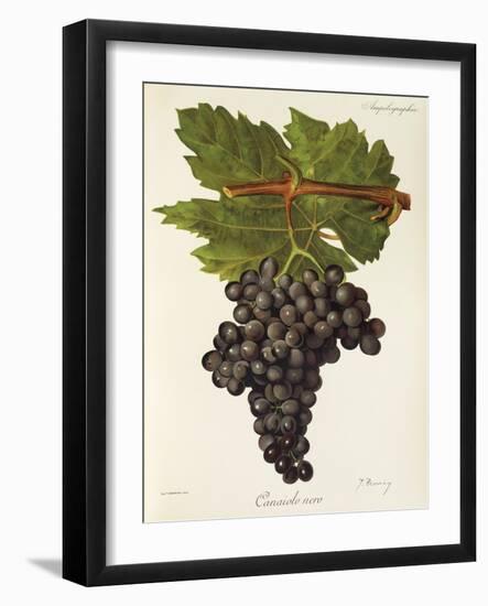 Canaiolo Nero Grape-J. Troncy-Framed Giclee Print