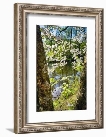 Canal Side Flowering Tree-George Oze-Framed Photographic Print