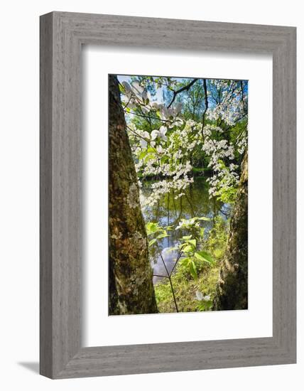 Canal Side Flowering Tree-George Oze-Framed Photographic Print