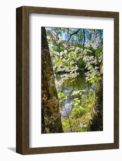 Canal Side Flowering Tree-George Oze-Framed Photographic Print