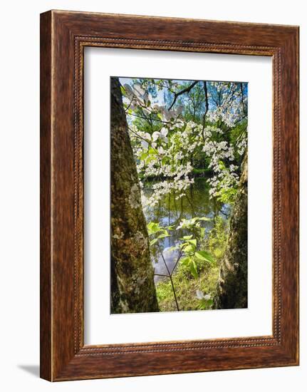 Canal Side Flowering Tree-George Oze-Framed Photographic Print