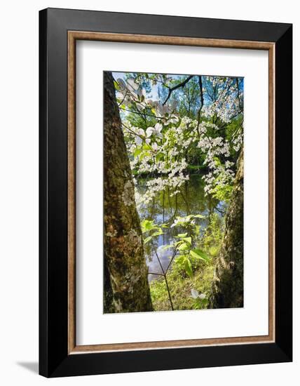 Canal Side Flowering Tree-George Oze-Framed Photographic Print