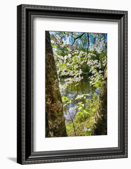 Canal Side Flowering Tree-George Oze-Framed Photographic Print