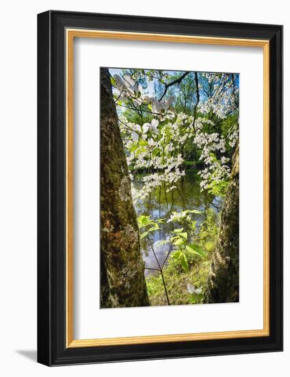 Canal Side Flowering Tree-George Oze-Framed Photographic Print