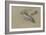 Canard et trois têtes de canard-Pieter Boel-Framed Giclee Print