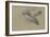 Canard et trois têtes de canard-Pieter Boel-Framed Giclee Print