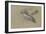 Canard et trois têtes de canard-Pieter Boel-Framed Giclee Print