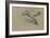 Canard et trois têtes de canard-Pieter Boel-Framed Giclee Print