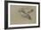 Canard et trois têtes de canard-Pieter Boel-Framed Giclee Print