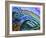 Canaria-Martin Nasim-Framed Giclee Print