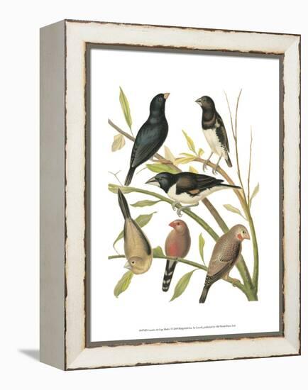 Canaries and Cage Birds I-Cassel-Framed Stretched Canvas