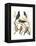 Canaries and Cage Birds I-Cassel-Framed Stretched Canvas