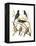 Canaries and Cage Birds I-Cassel-Framed Stretched Canvas