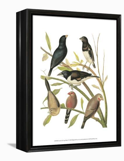 Canaries and Cage Birds I-Cassel-Framed Stretched Canvas