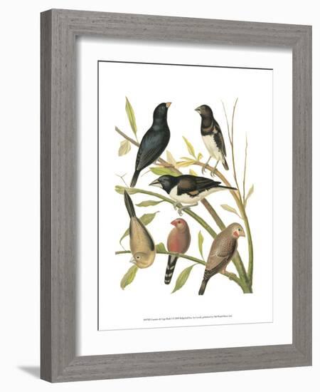 Canaries and Cage Birds I-Cassel-Framed Art Print