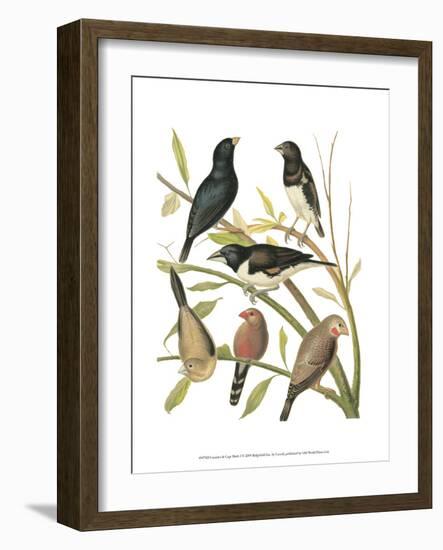 Canaries and Cage Birds I-Cassel-Framed Art Print